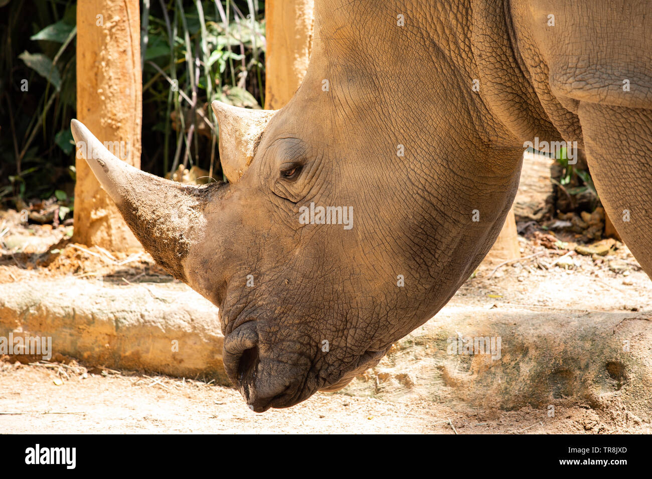 Close-up big brown rhinoceros ou rhino (nez-à cornes) Banque D'Images