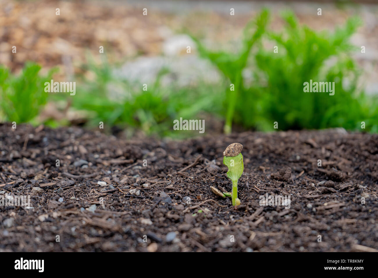 Squash la germination, émergeant du sol dans un jardin, avec la semence encore attaché à des premières feuilles de la plante de courge. Banque D'Images
