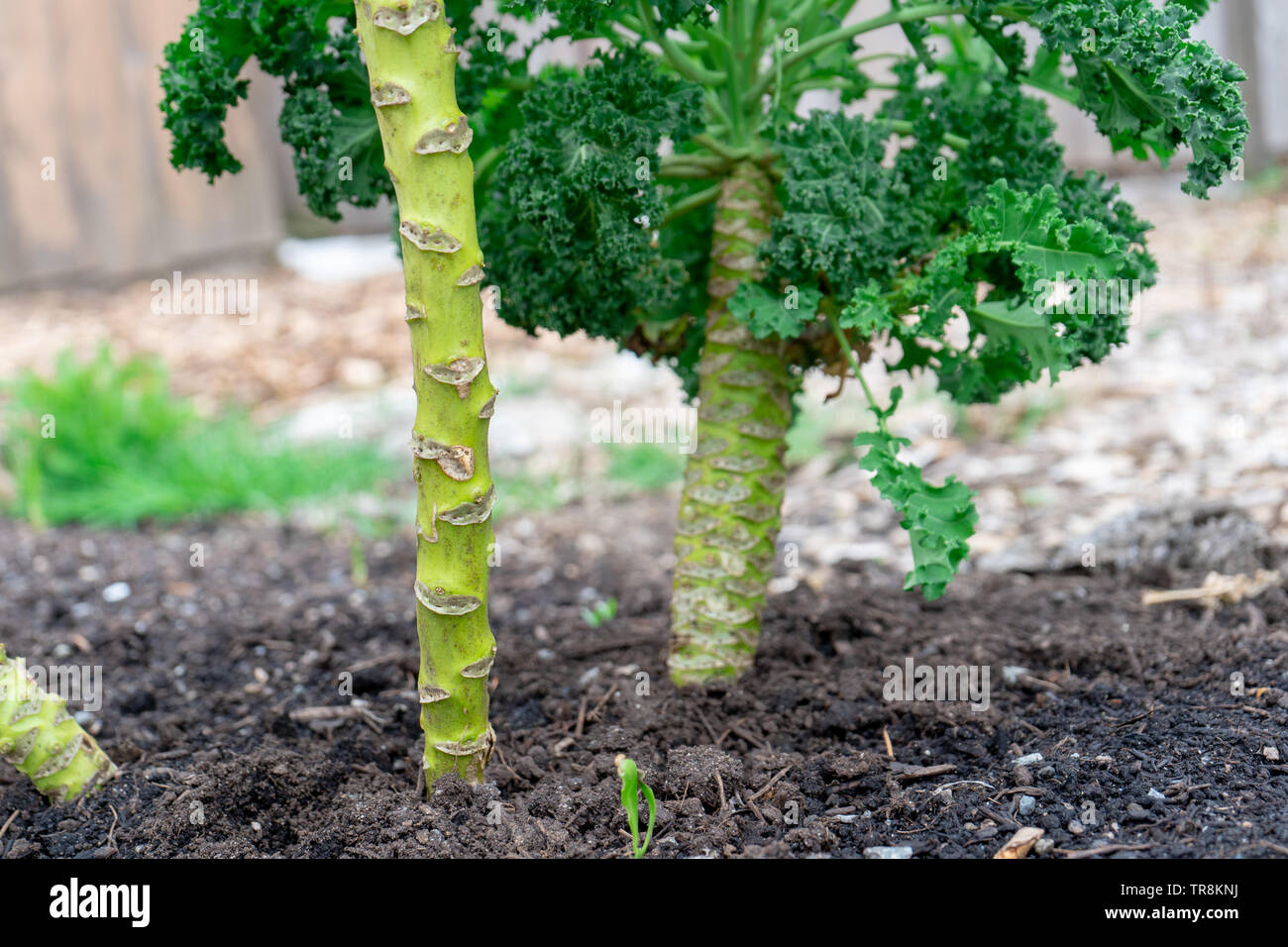 La croissance de la tige de chou hors de la terre dans le sol le compost, montrant où les feuilles ont été coupées et kale a continué de croître pendant l'hiver, au printemps. Banque D'Images