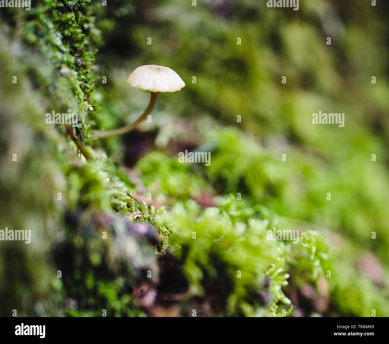 Haymaker, Panaeolina foenisecii de champignons. Banque D'Images