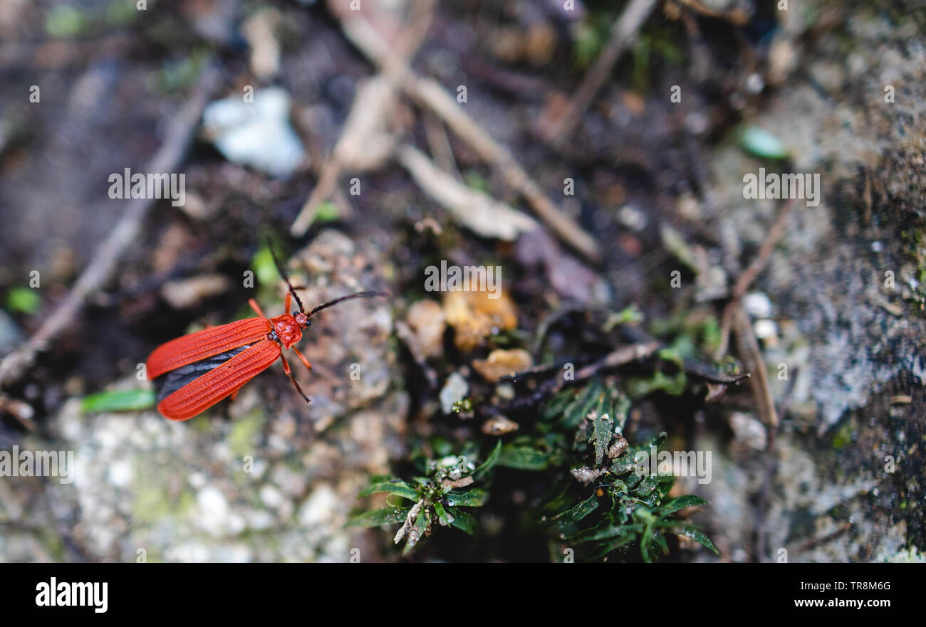 Close up de net-winged beetle (Lycidae) Banque D'Images