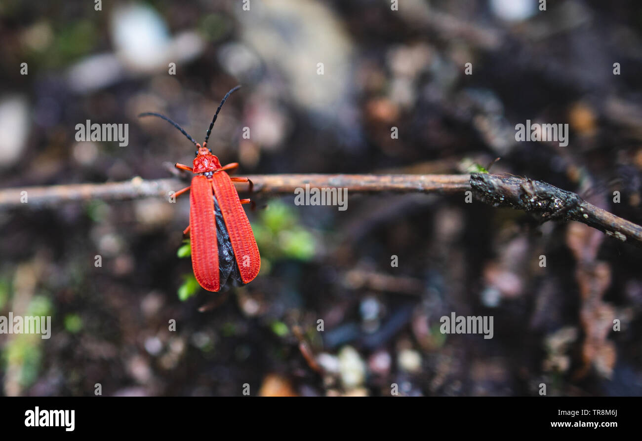 Net-winged beetle accrochant sur twig Banque D'Images