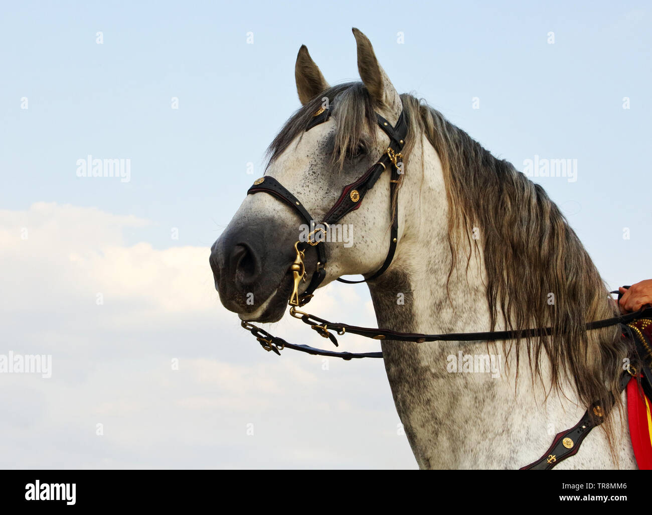 Cheval gris pommelé Banque de photographies et d’images à haute résolution Page 3 Alamy