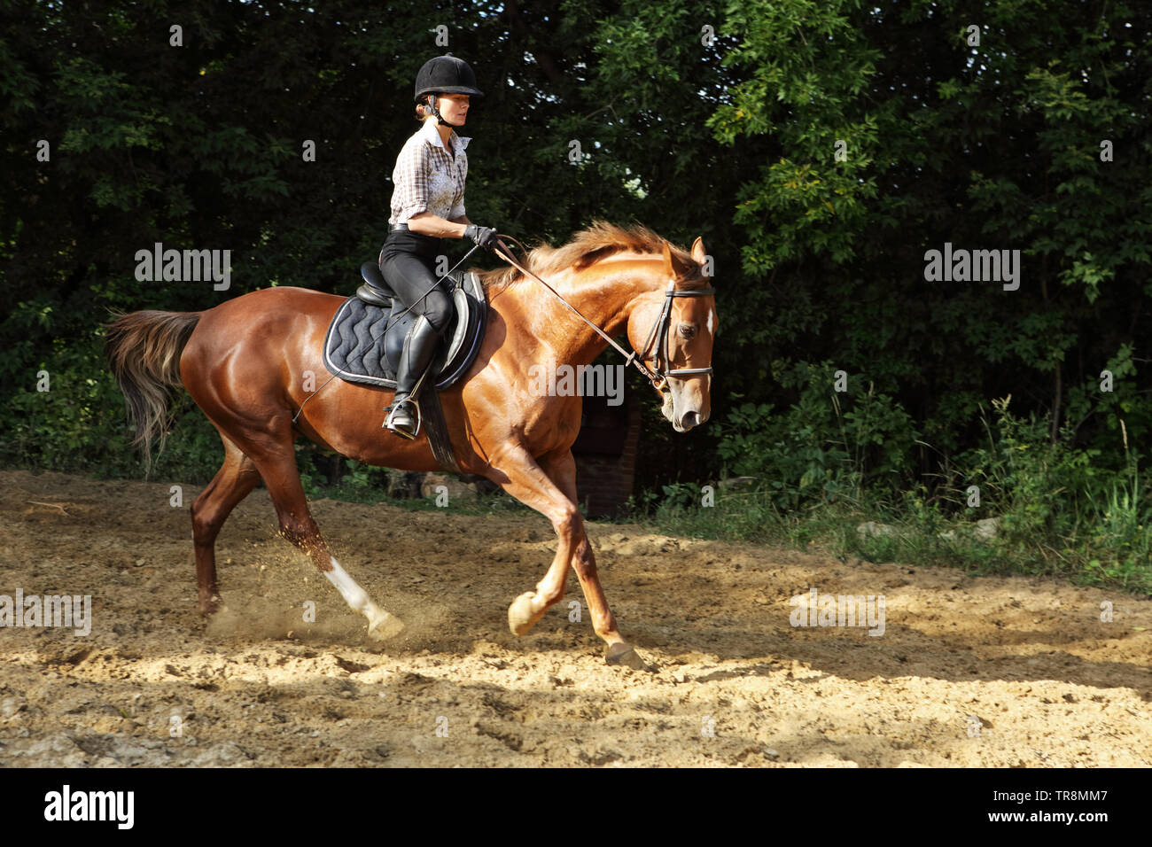 L'- femme à cheval. Cheval et fille équestre en été woods Banque D'Images