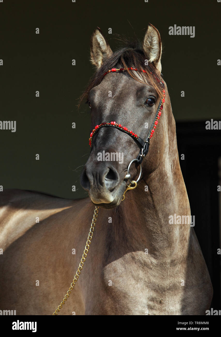 Rocky Mountain Horse Portrait dans la ferme, très portrain en porte sombre Banque D'Images