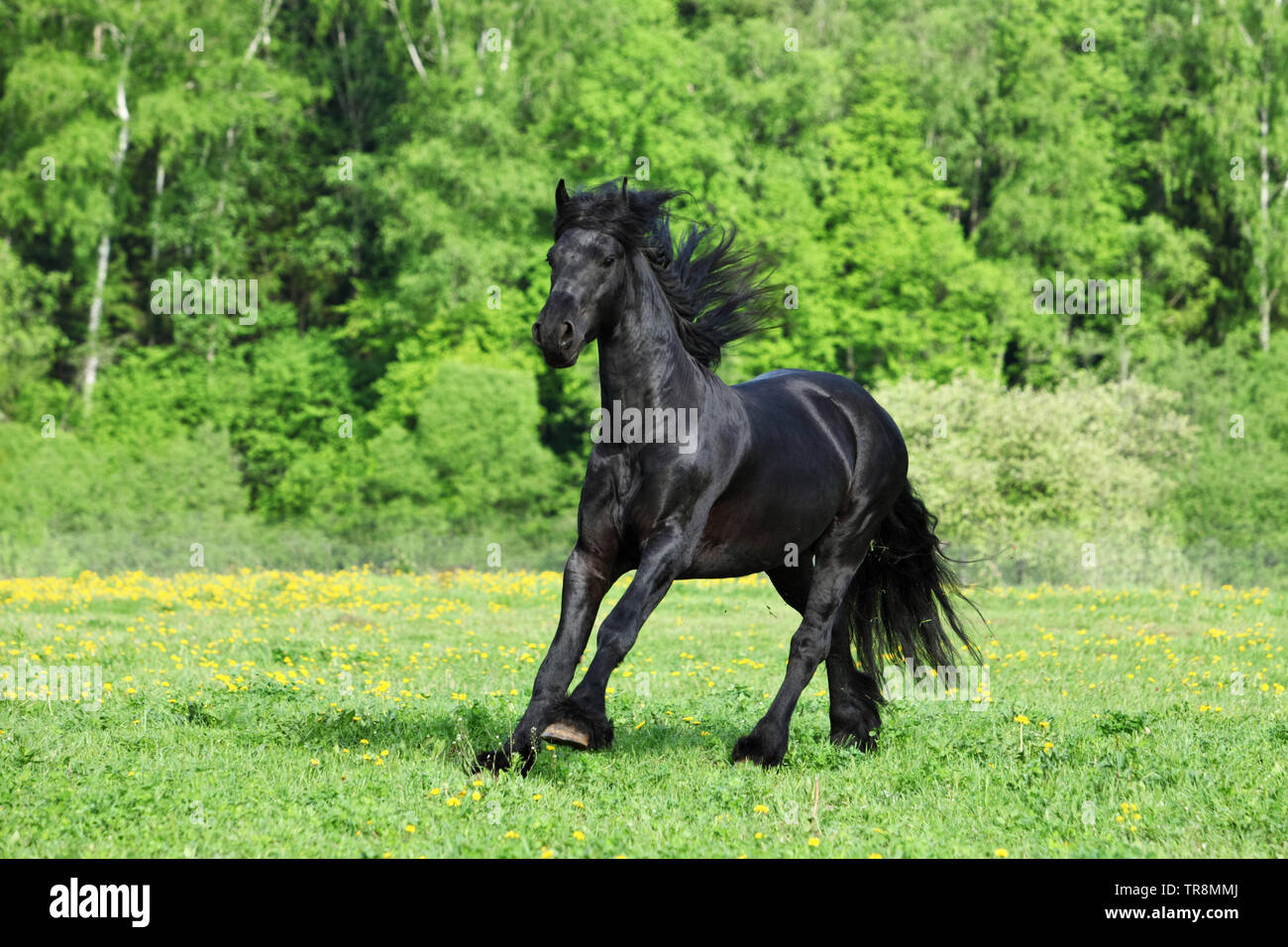 Cheval frison. Black Stallion galoper dans un pré Banque D'Images