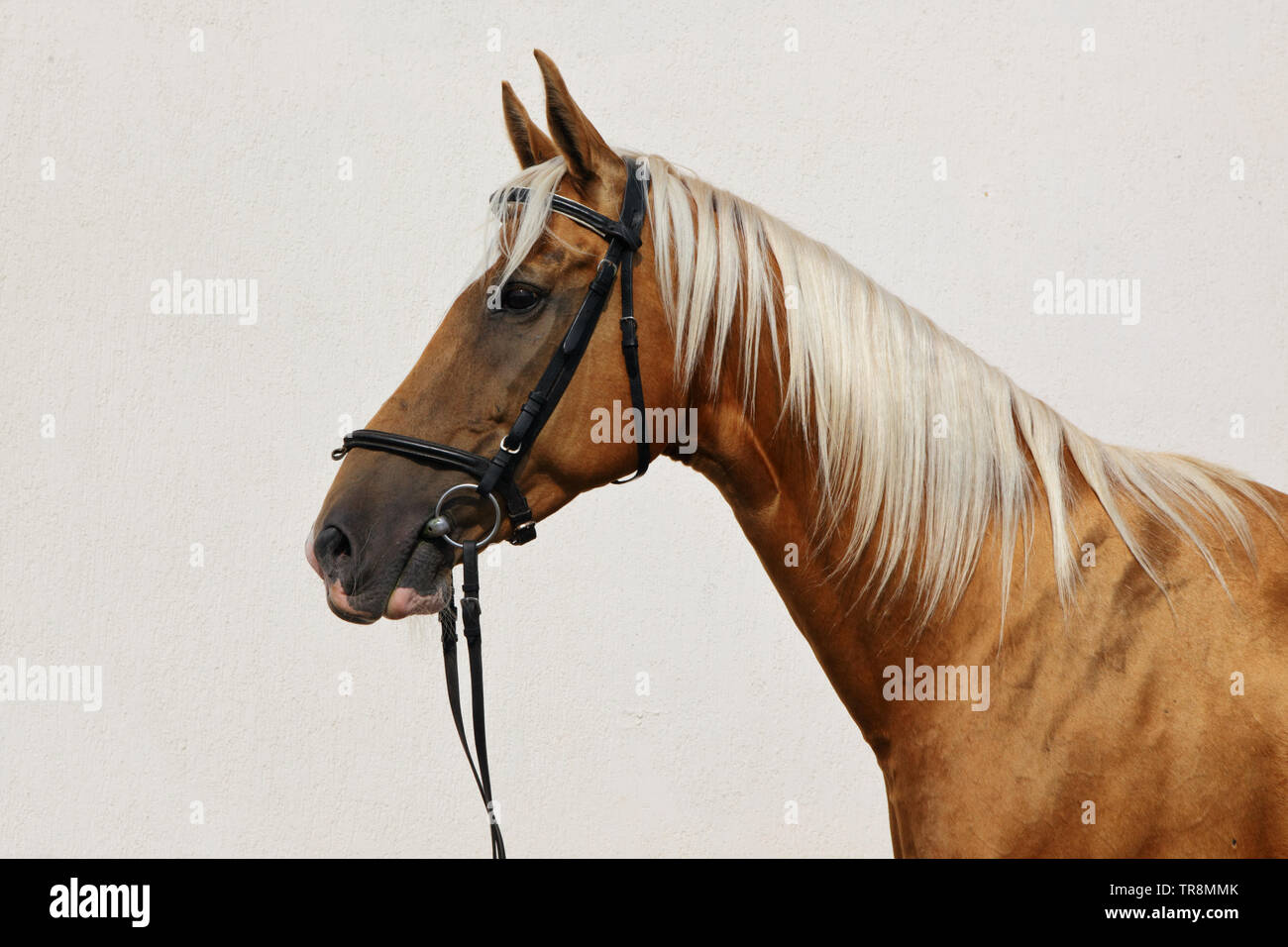 Portrait cheval de sport dressage dans l'air extérieur Banque D'Images