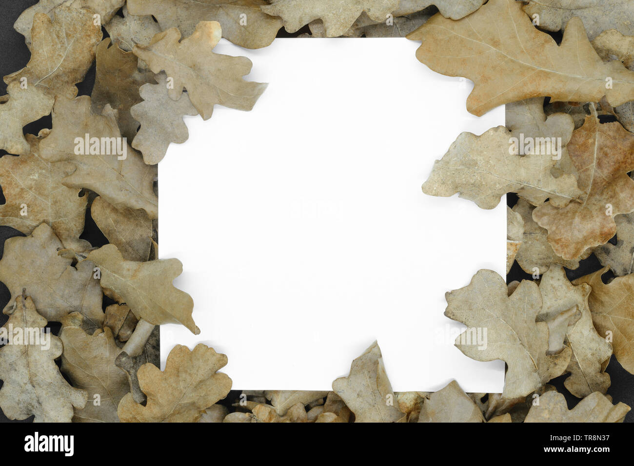 Concept d'automne. Feuille d'arbre de chêne brun sec avec fond carré blanc copie espace au milieu de la composition Banque D'Images
