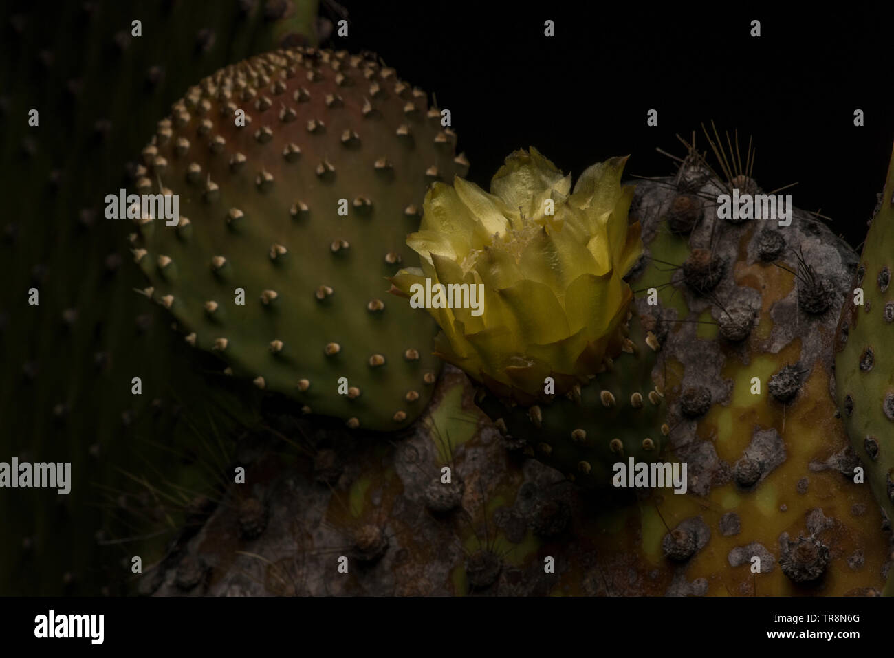 Un cactus (Opuntia) endémique aux îles Galapagos en Équateur. Banque D'Images