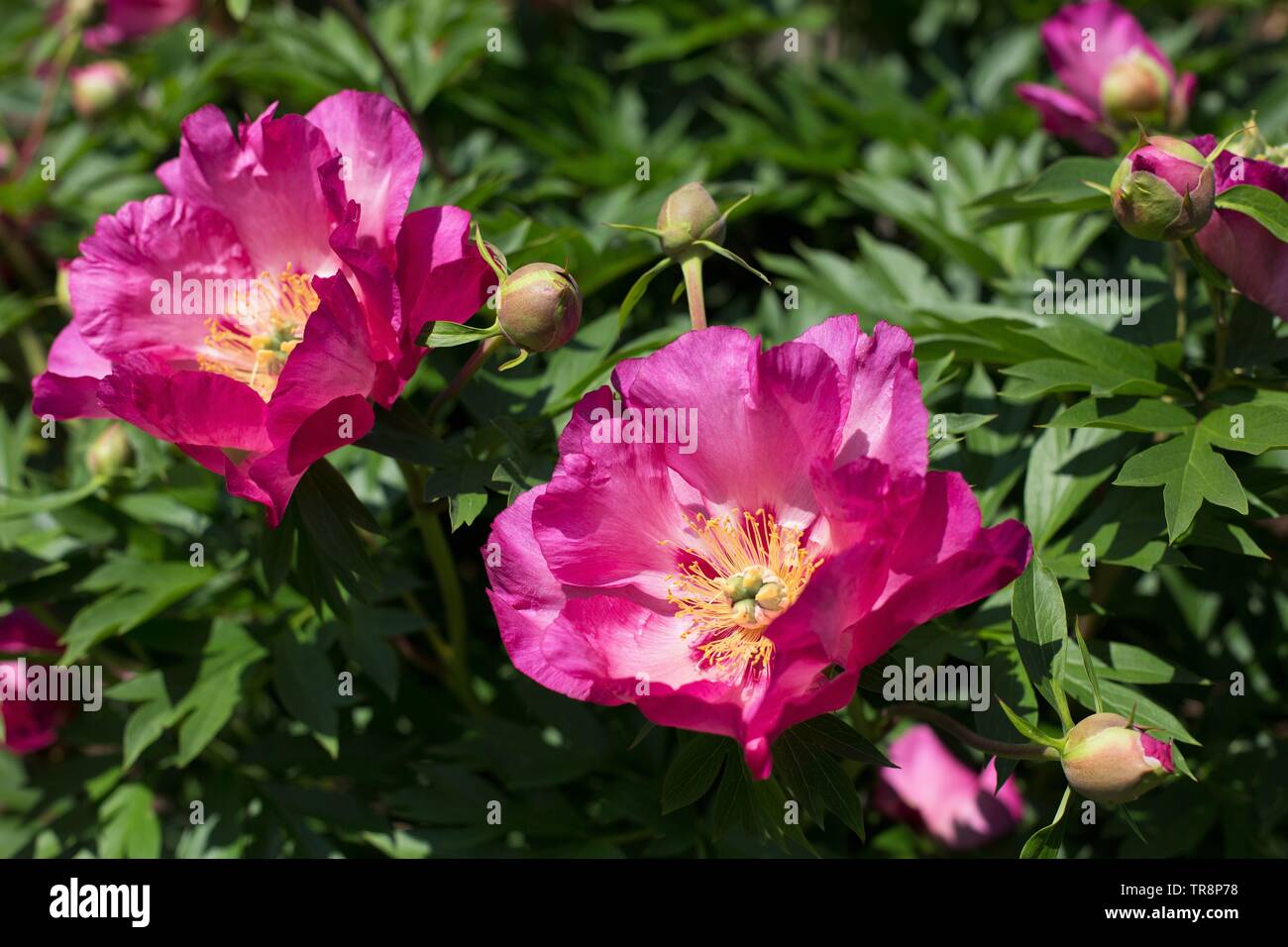 Sonoma pivoine Itoh Avenir Rose à Adelman Peony Gardens à Salem, Oregon, USA. Banque D'Images