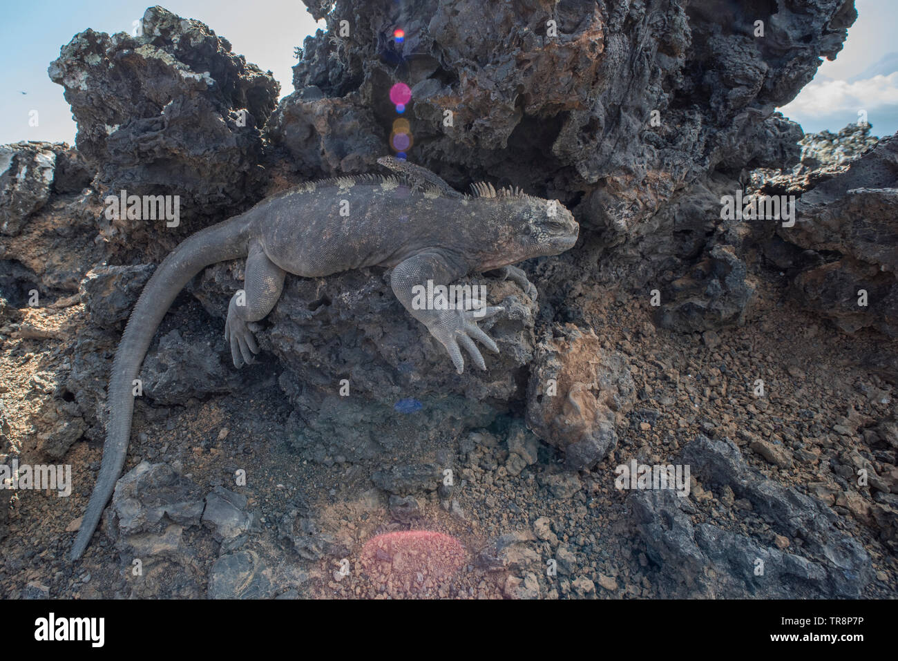 Un iguane marin (Amblyrhynchus cristatus) avec un lézard de lave (Microlophus albemarlensis) dessus de pèlerin sur une chaude journée dans les îles Galapagos. Banque D'Images