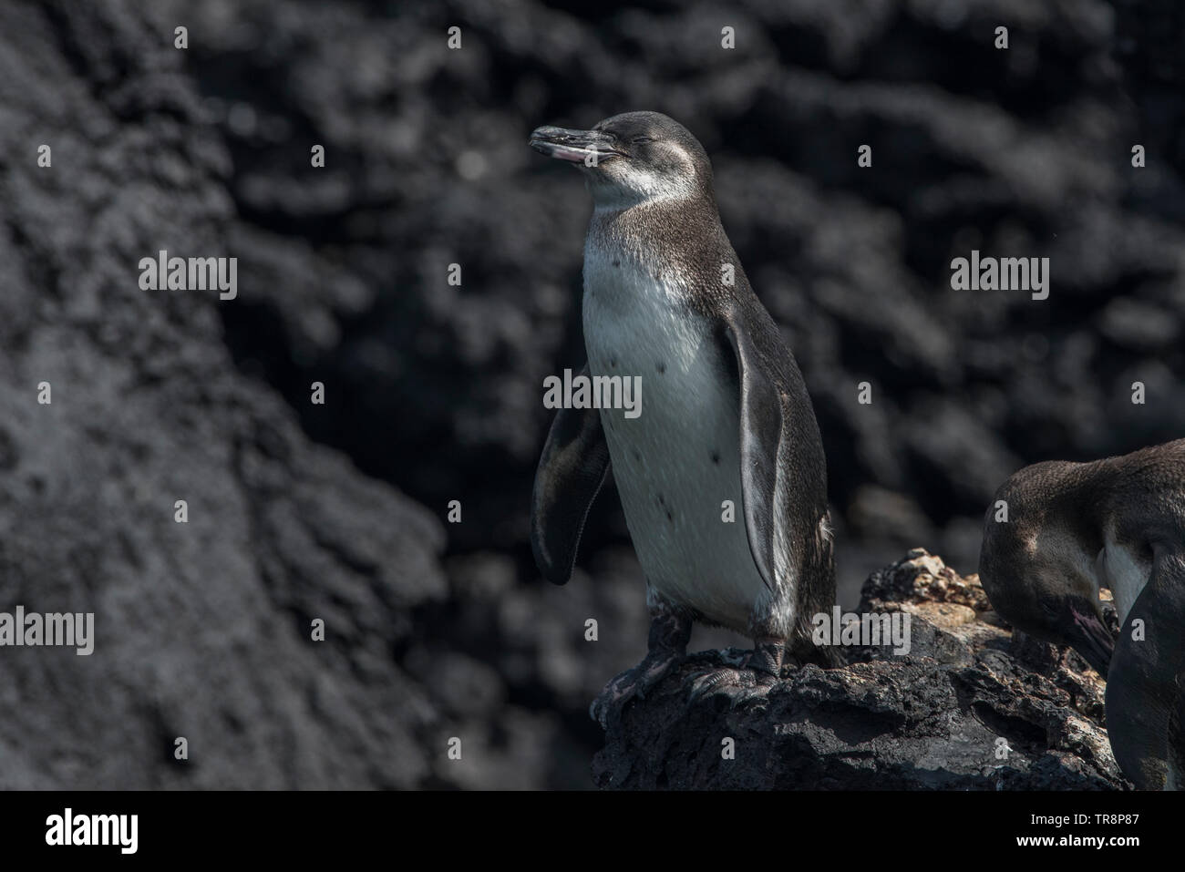 Les Galapagos (Spheniscus mendiculus) est une espèce en voie de disparition et est endémique aux îles Galápagos de l'Équateur. Banque D'Images