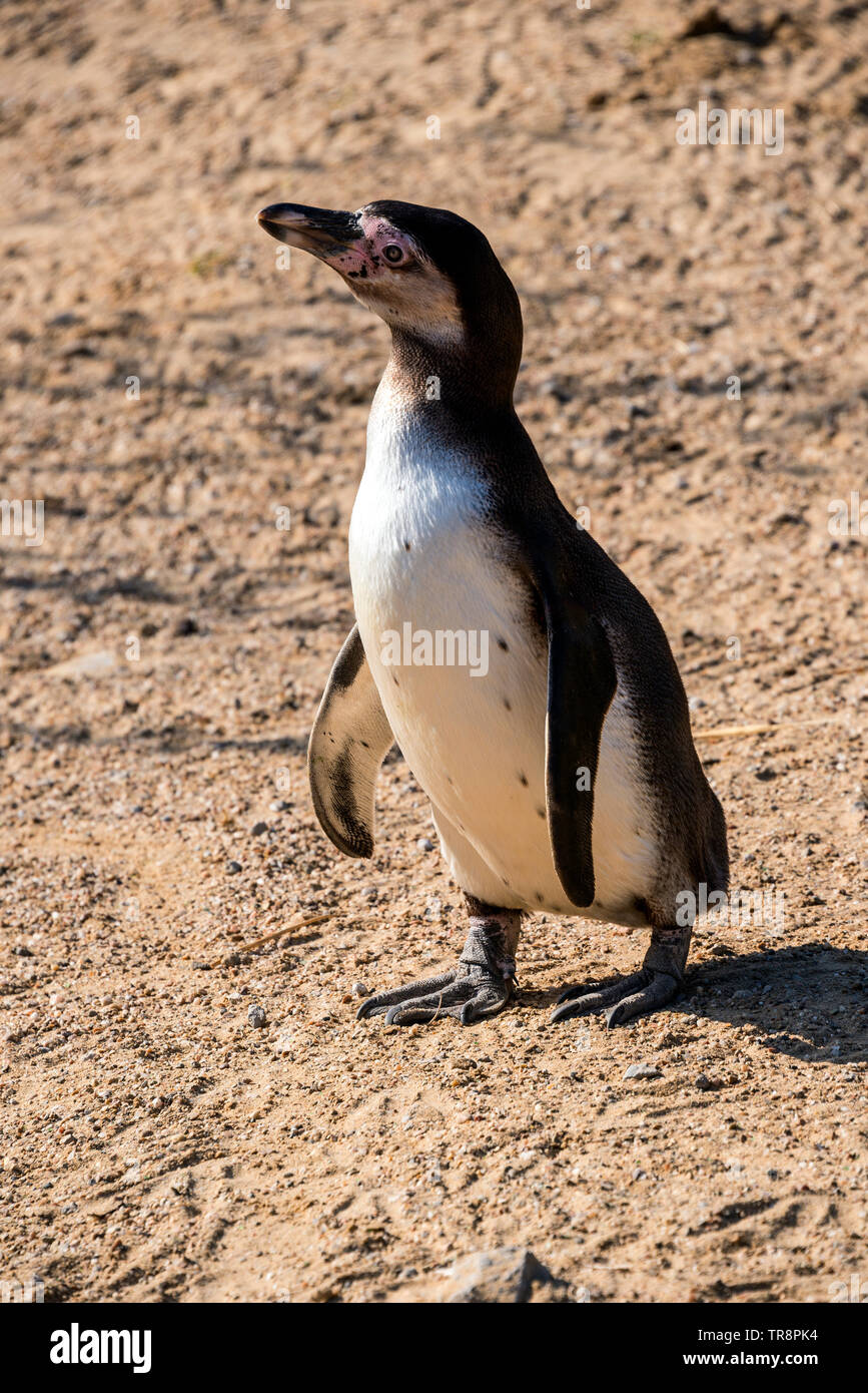 Penguin Humboldts au pic Wildlife Park Banque D'Images