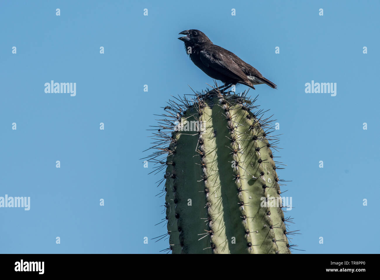 Cactus mâle (Geospiza scandens) finch chante du haut d'un cactus. Célèbre pour être l'un des organismes à l'étude Darwins qui ont inspiré sa théorie de l'évolution. Banque D'Images