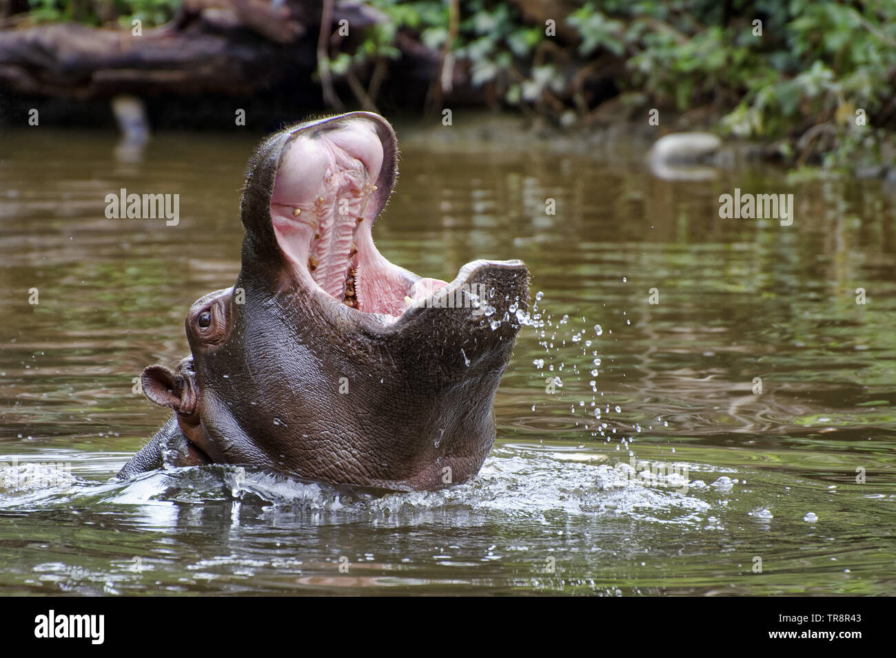 - Hippopotamus amphibius hippopotame commun Banque D'Images