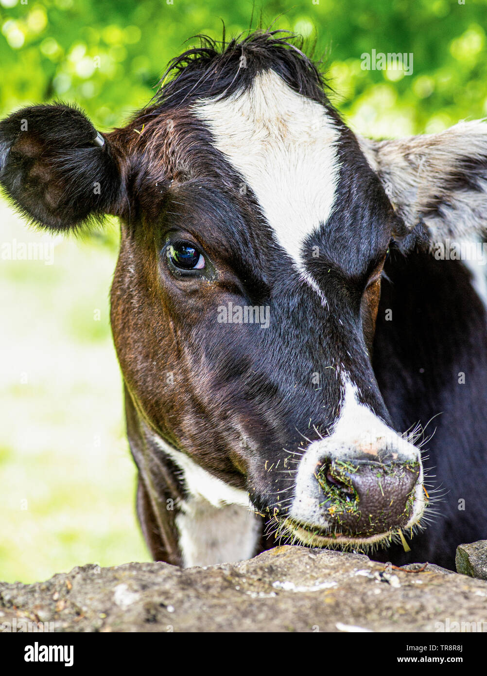 Nosy Be plus de pairs vache le mur de pierre Banque D'Images