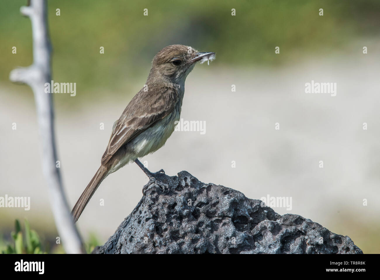 Un moucherolle des Galapagos (Myiarchus magnirostris) avec quelques plumes qu'elle ajoutera à son nid, photographié à Tortuga Bay, Santa Cruz. Banque D'Images