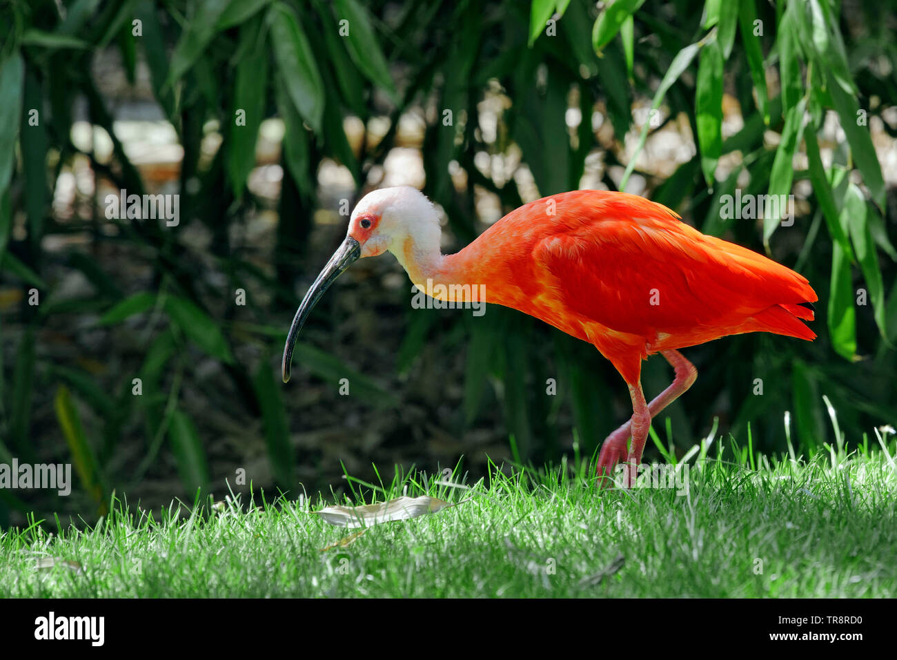 Ibis rouge - Eudocimus ruber Banque D'Images