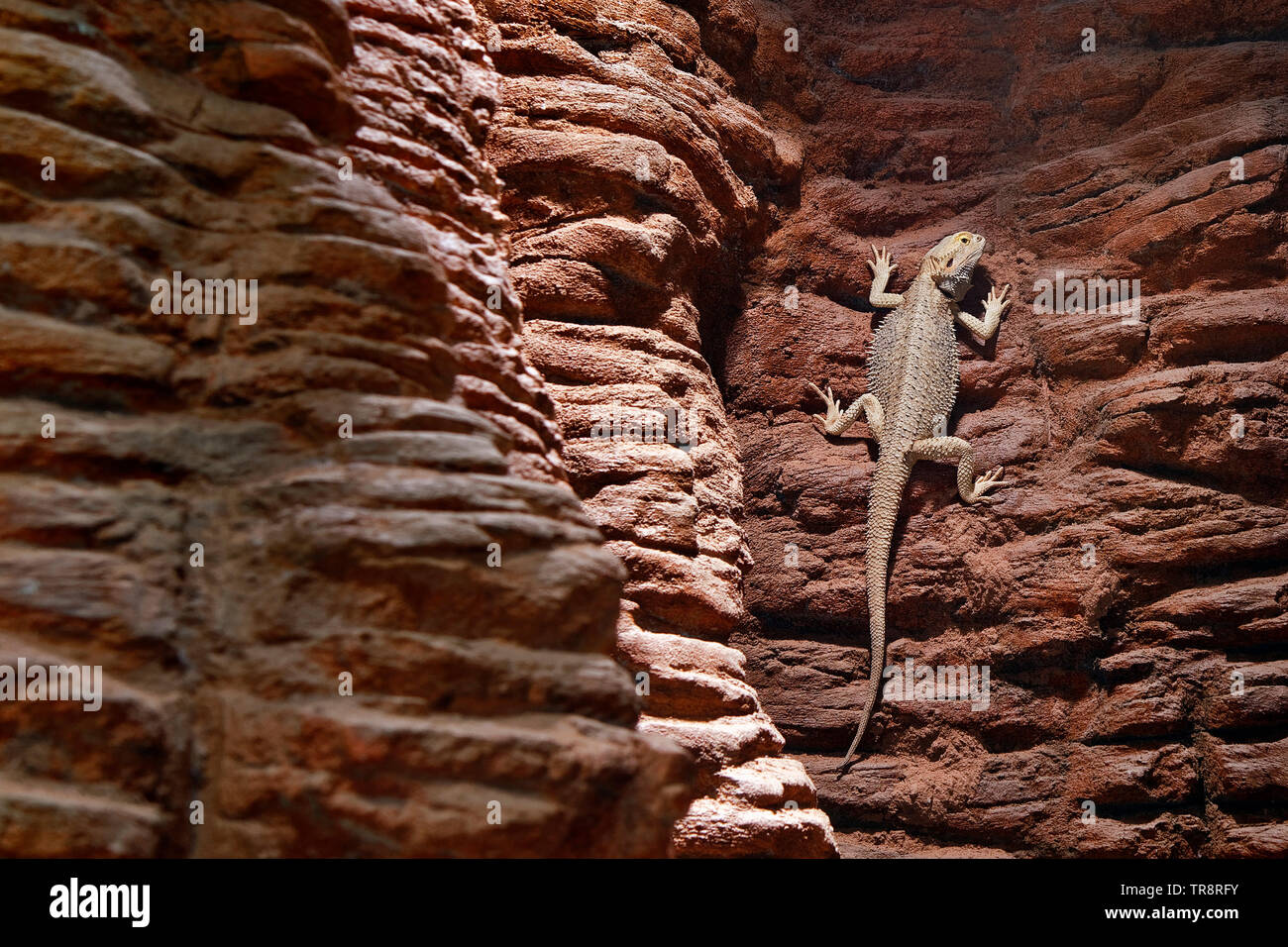 Le centre de dragon barbu - Pogona vitticeps Banque D'Images