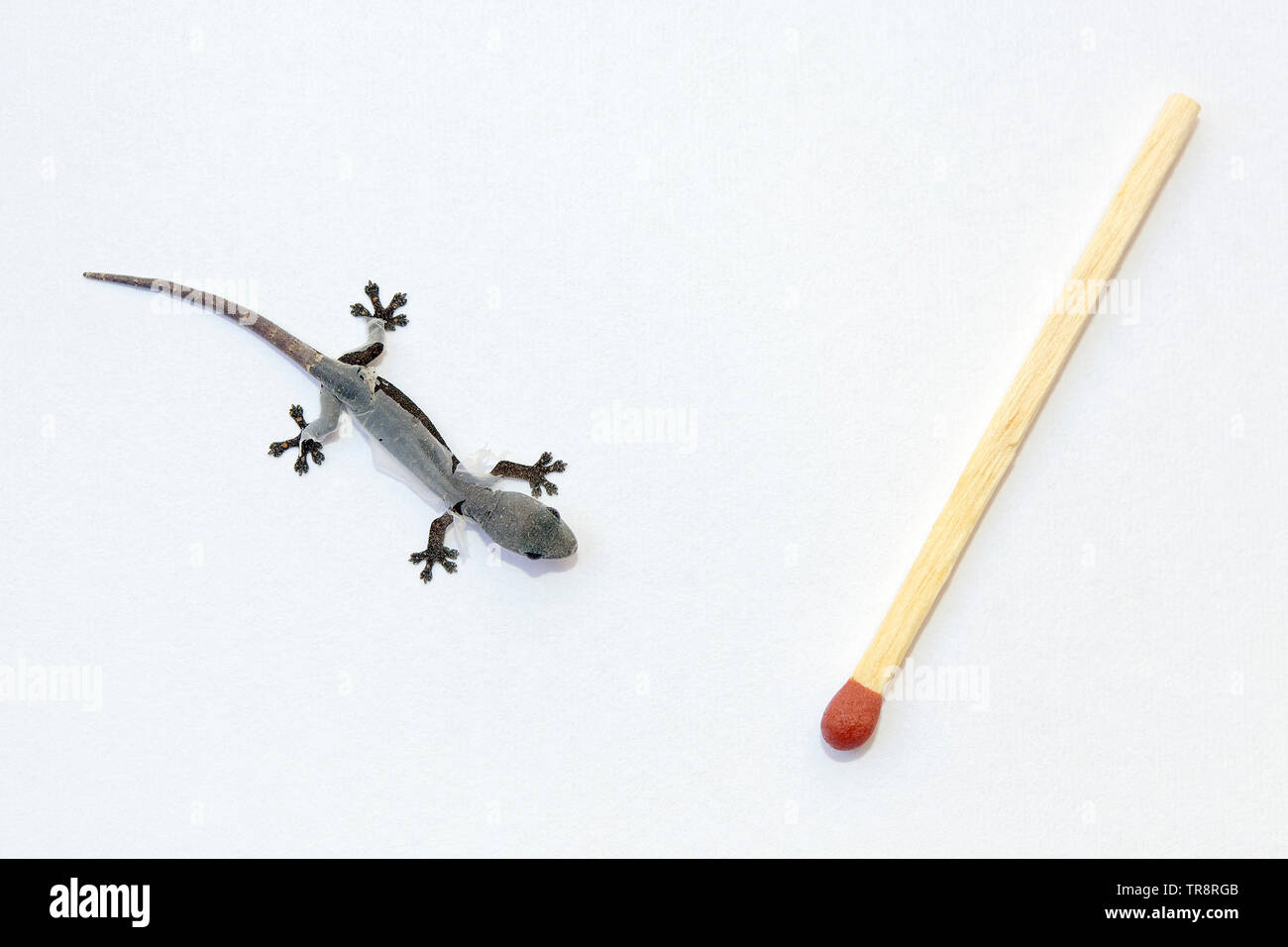 Arbre généalogique Indopacific gecko mue (bébé) - Hemiphyllodactylus typus Banque D'Images