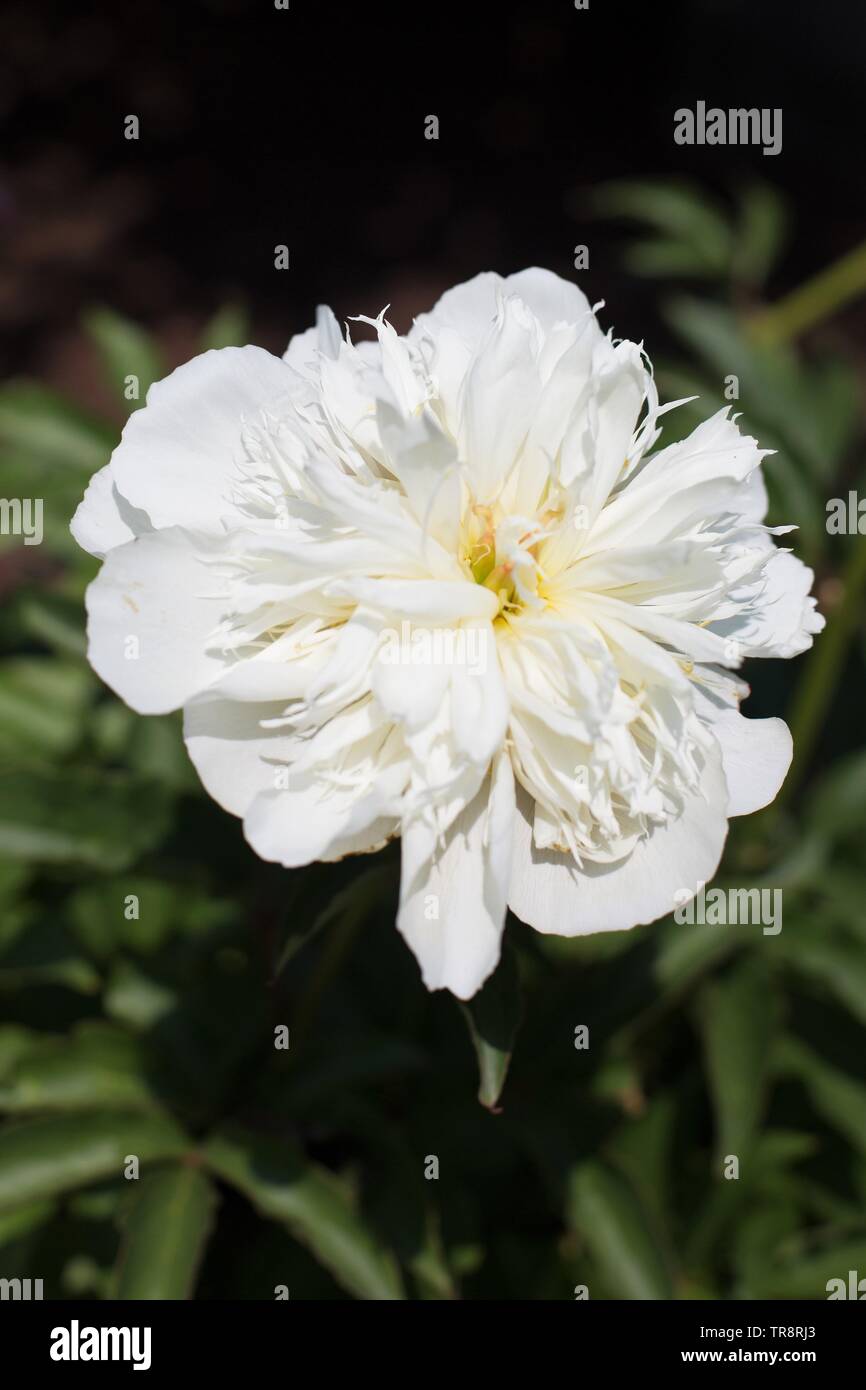 La Mariée pivoine Dream au Adelman Peony Gardens à Salem, Oregon, USA. Banque D'Images