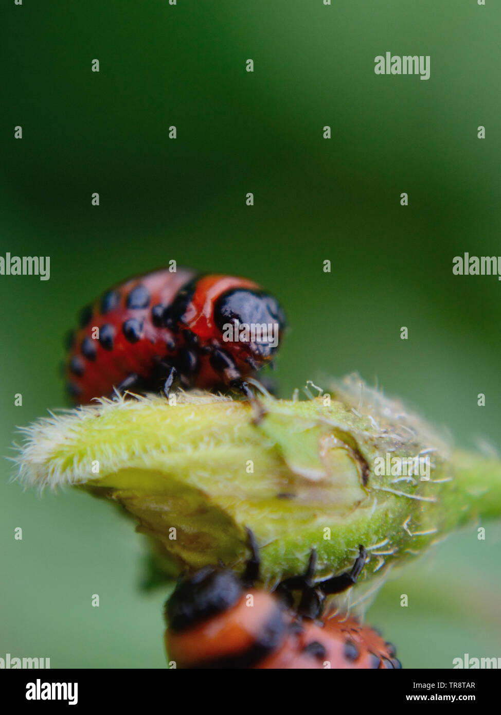 La pomme de terre, Leptinotarsa decemlineata larves Banque D'Images
