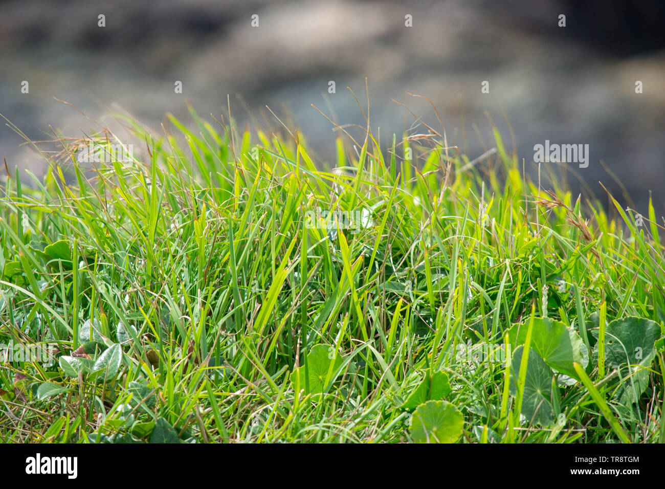 Close up of grass Banque D'Images