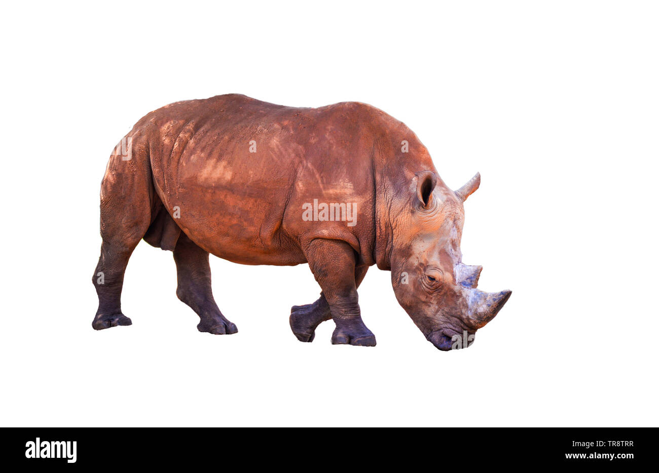 Rhino isolé sur fond blanc Banque D'Images
