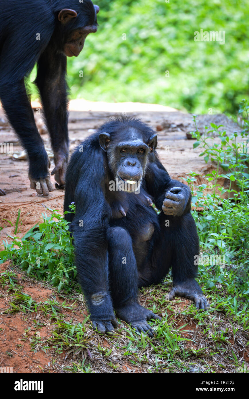 Singe chimpanzé assis sur le sol en mangeant des fruits dans le parc national / Pan troglodytes Banque D'Images