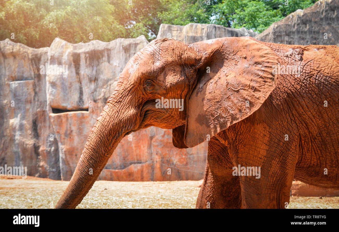 L'éléphant d'Asie Thaïlande / l'éléphant avec la boue sur la peau en direct  sur batterie dans le sanctuaire de la faune Photo Stock - Alamy