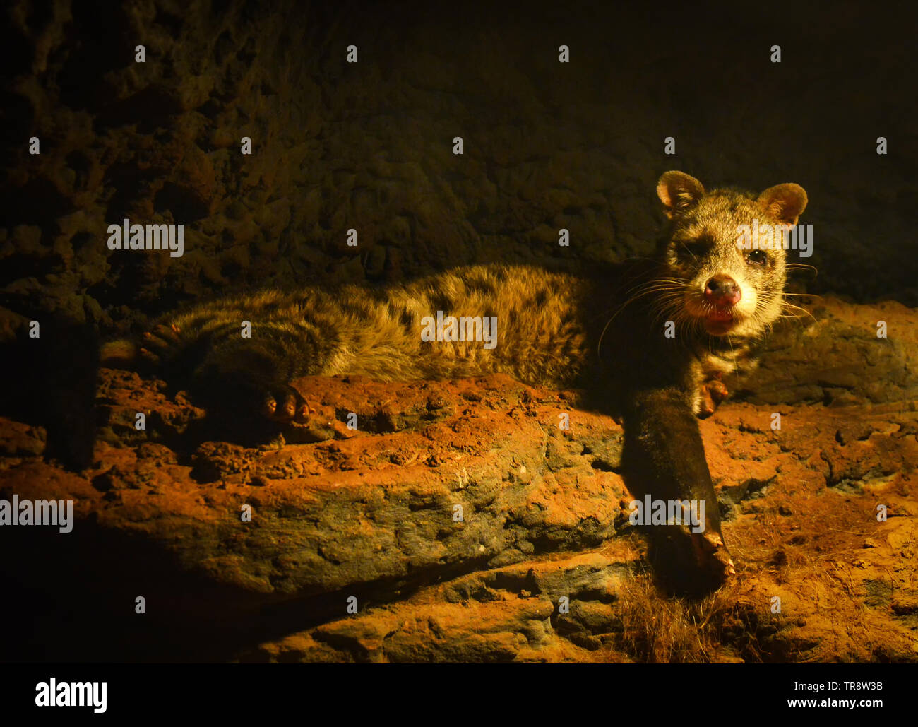 Civet repéré couché sur roche dans la grotte de nuit africaine Civettictis / Genet cat Banque D'Images
