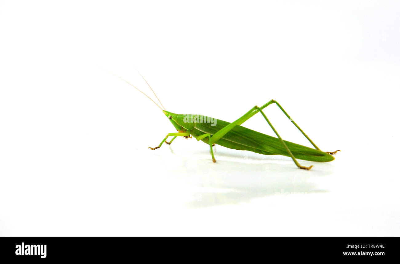 Conehead vert sauterelle isolé sur fond blanc / Ruspolia nitidula Banque D'Images