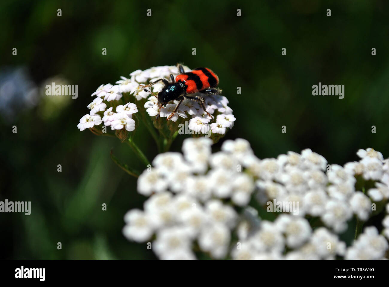 L'Achillea millefolium blanc ou plante commune blooming flower avec rayures rouge hycleus bug sur il close up detail Vue de dessus, l'herbe verte blurry bok Banque D'Images