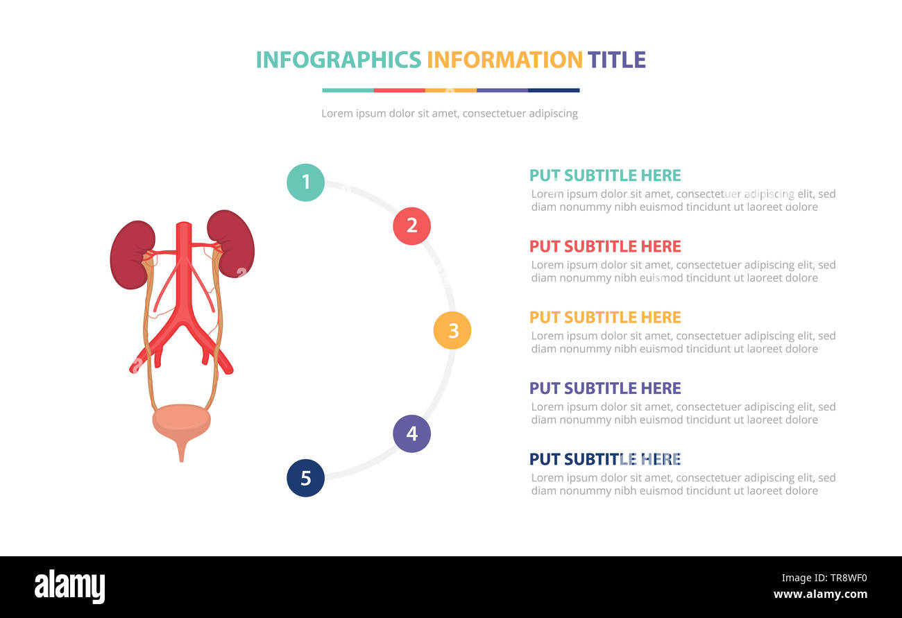 Les droits de l'uretère L'uretra infographic template concept avec cinq points liste et différentes couleurs, lignes modernes fond blanc - vector illustration Banque D'Images Les droits de l'uretère L'uretra infographic template concept avec cinq points liste et différentes couleurs, lignes modernes fond blanc - vector illustration Banque D'Images