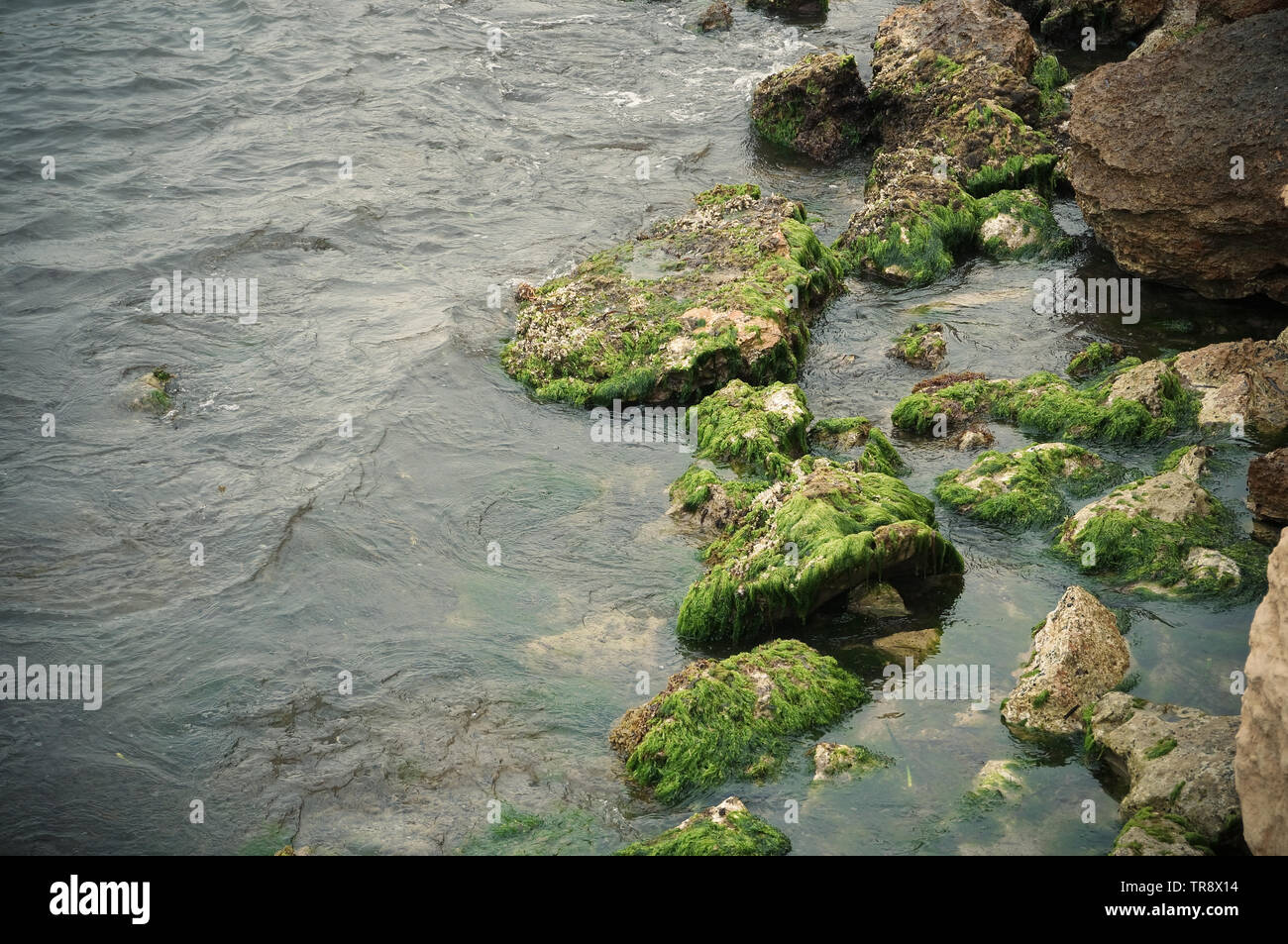 Les algues vertes sur la plage de rochers dans l'eau de mer calme Banque D'Images