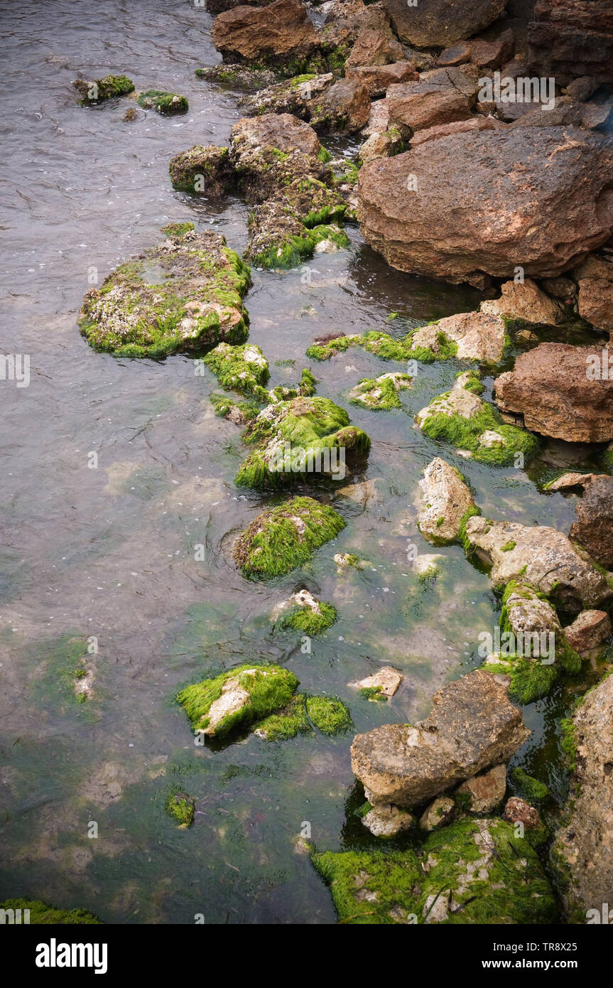 Les algues vertes sur la plage de rochers dans l'eau de mer calme Banque D'Images