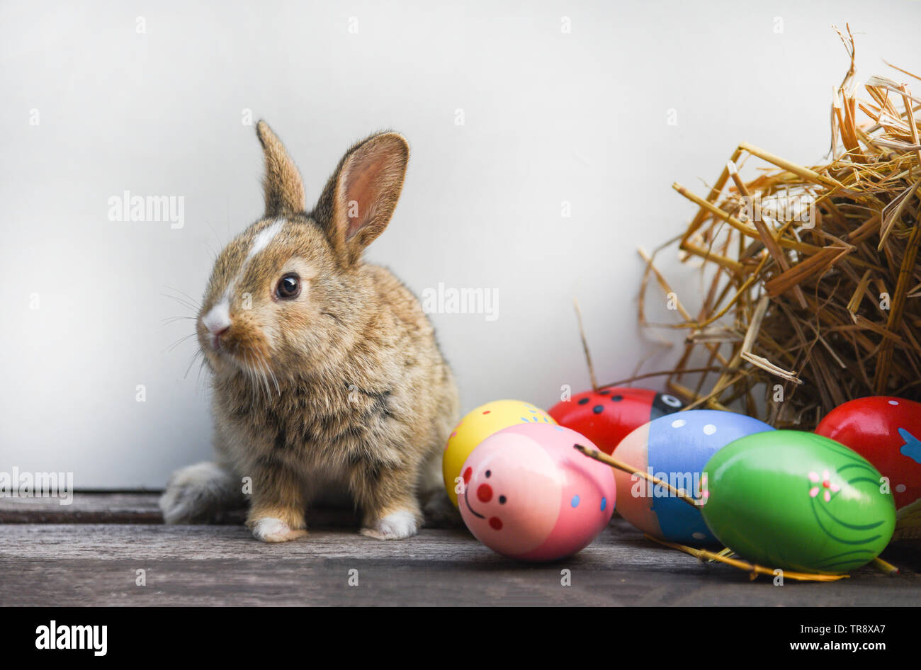 Toile de fond de Pâques oeufs de Pâques lapin chien photographie toile de fond LV-1573 main image 0