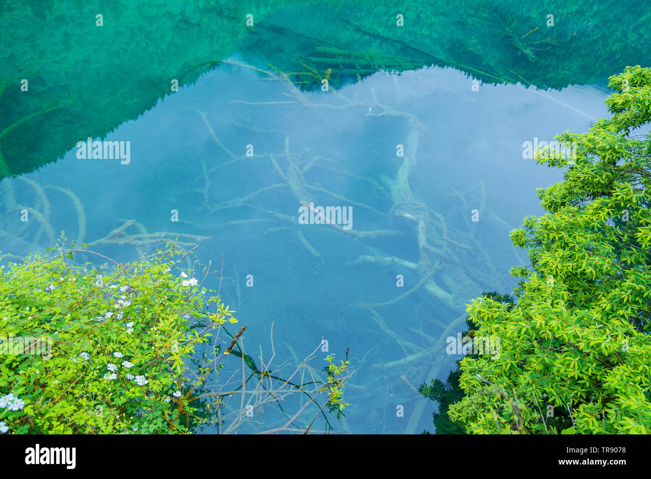 Les lacs et les arbres morts en bas de jiuzhaigou。Les arbres morts apparaissent ci-dessous, blanc sec et l'eau est pleine de plantes aquatiques. Banque D'Images