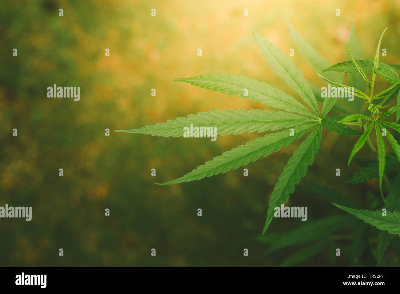 Feuilles de marijuana.Close up de feuilles de cannabis dans le jardin Banque D'Images