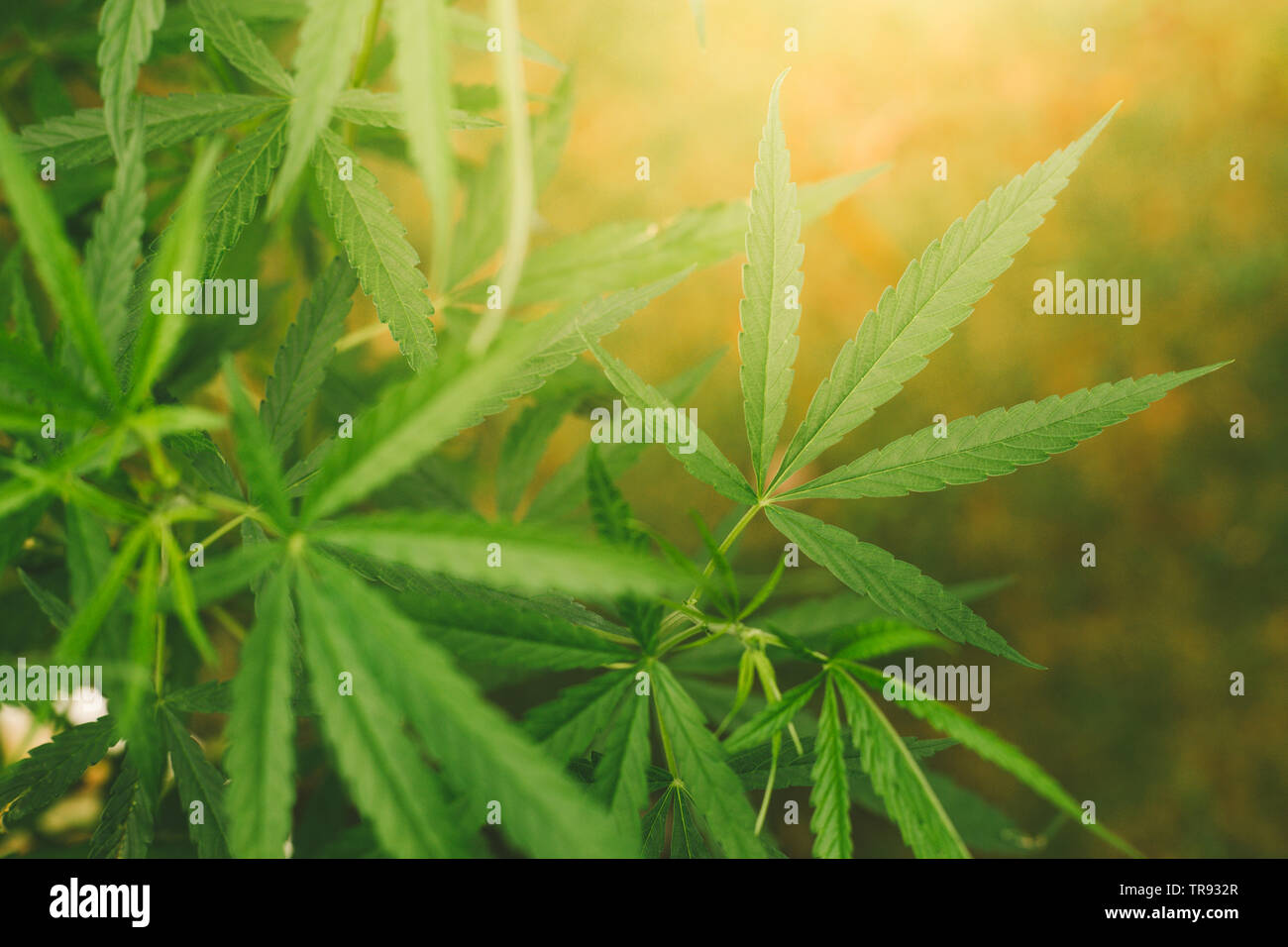 Feuilles de marijuana.Close up de feuilles de cannabis dans le jardin Banque D'Images