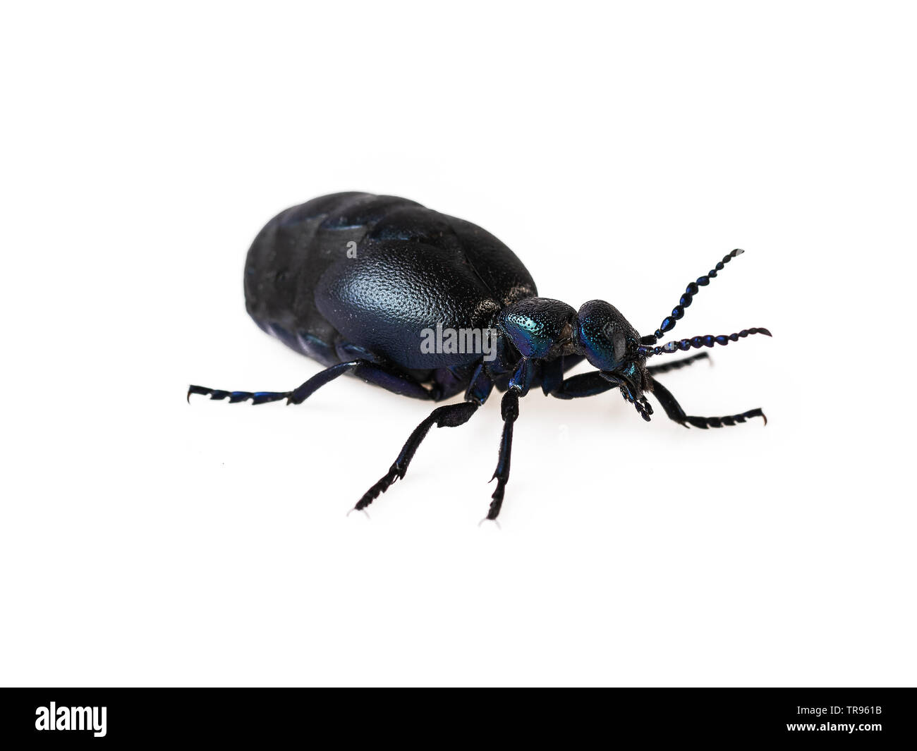 Black blue beetle beetle Meloe proscarabaeus huile ou isolated on white  Photo Stock - Alamy