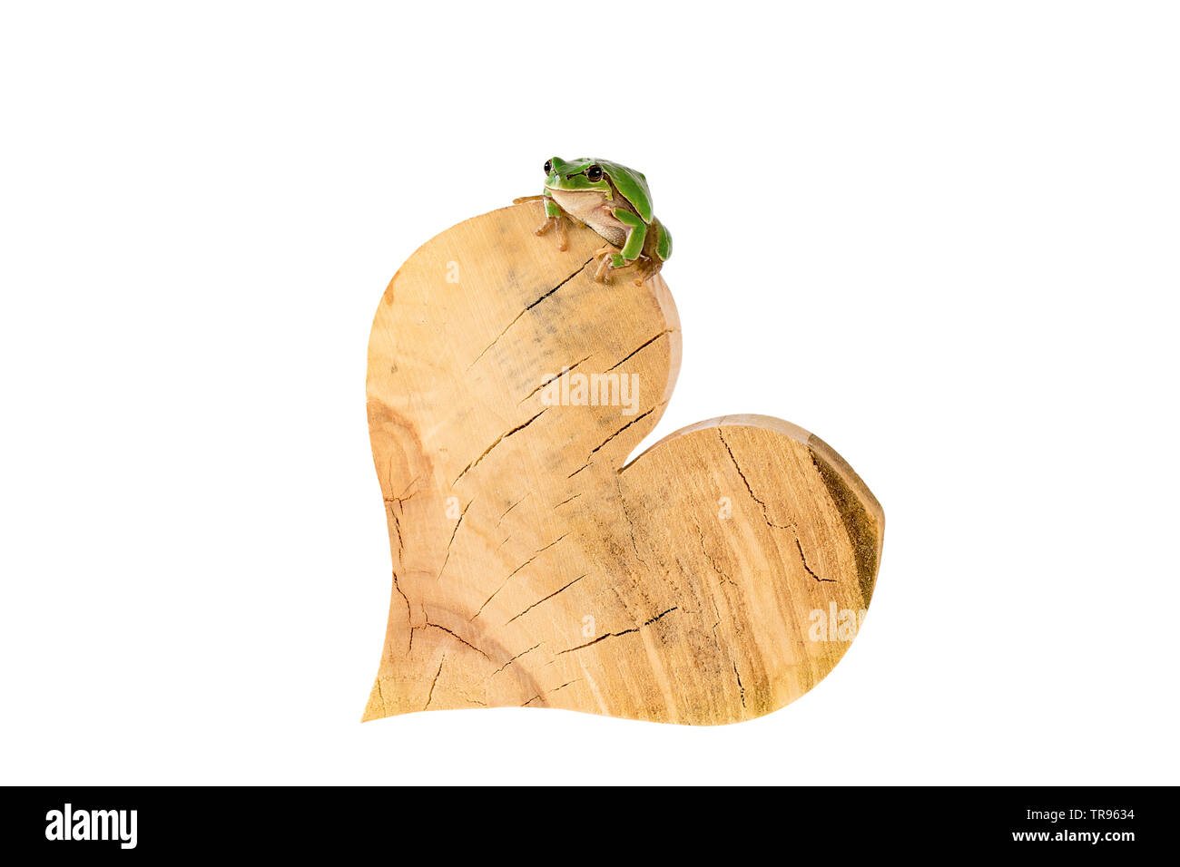 Grenouille d'arbre assis sur un coeur isolé sur blanc chemin de détourage inclus Banque D'Images