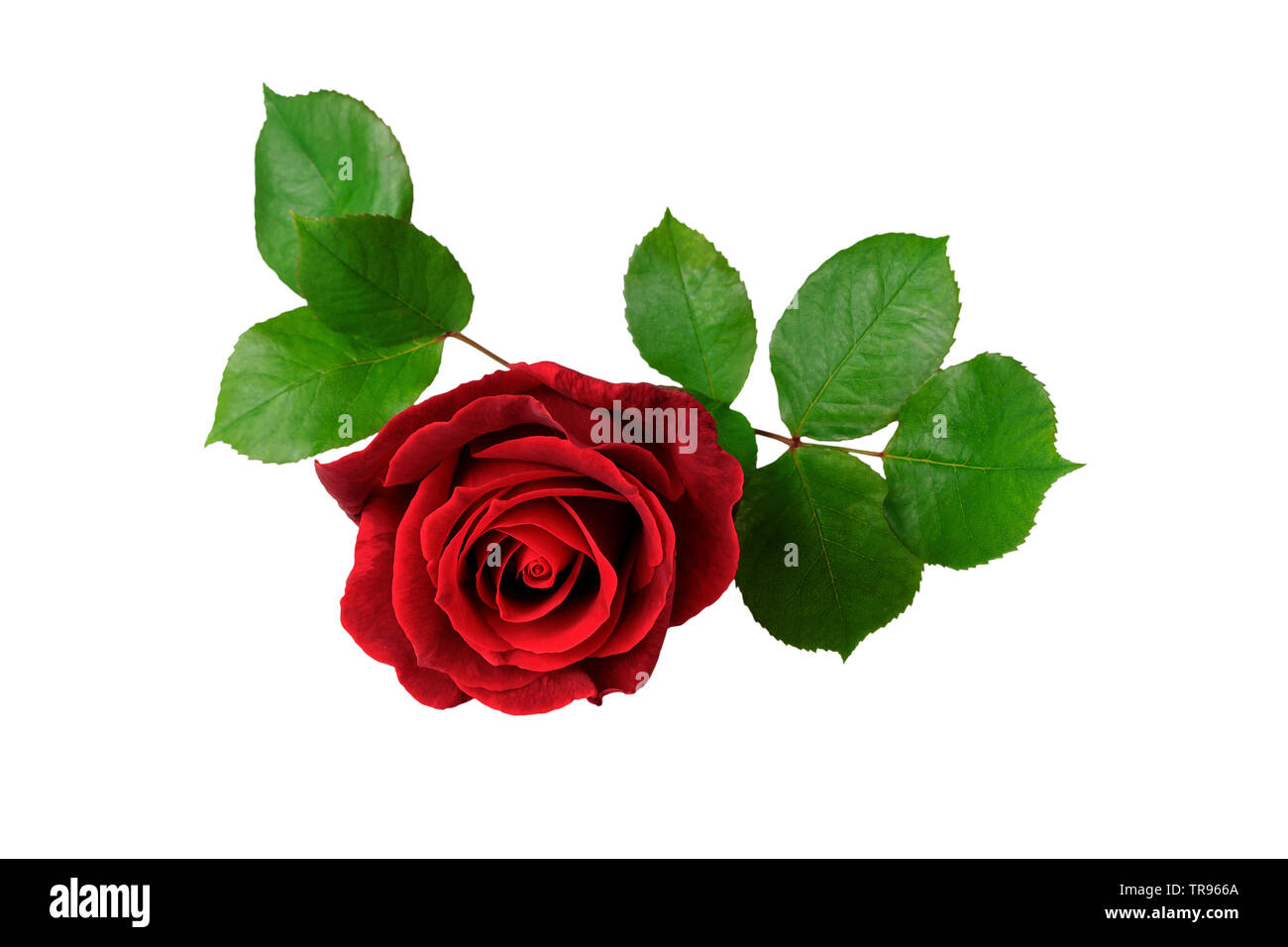 Rose rouge avec leaf isolated on white Banque D'Images