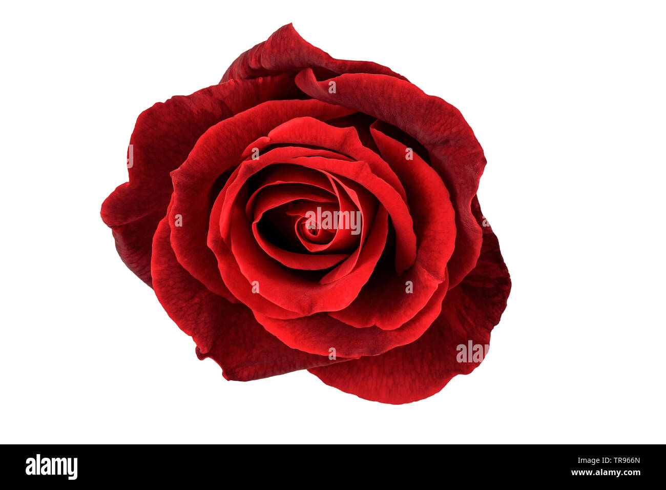 Fleur rose rouge isolé sur fond blanc Banque D'Images