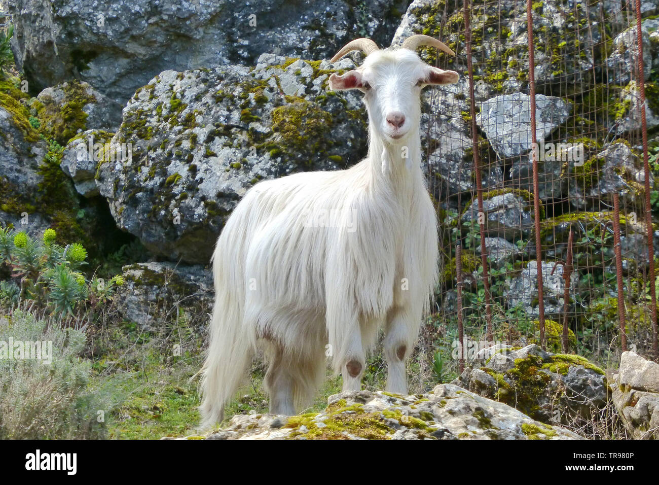 La chèvre de montagne dans la montagne Supramonte, est de la Sardaigne Banque D'Images