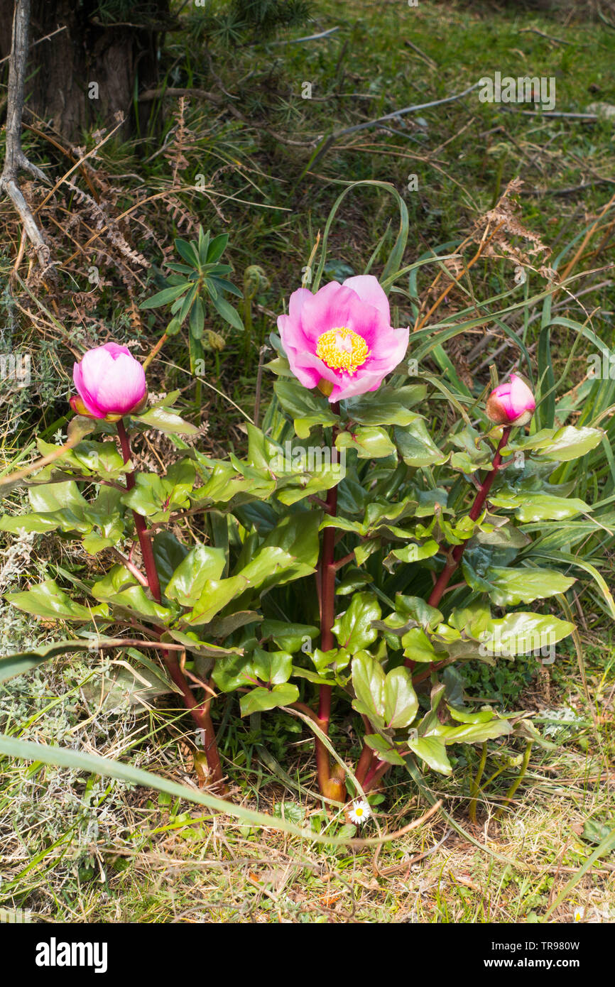 Paeonia officinalis pivoine sauvage ou sur une montagne en Sardaigne Banque D'Images