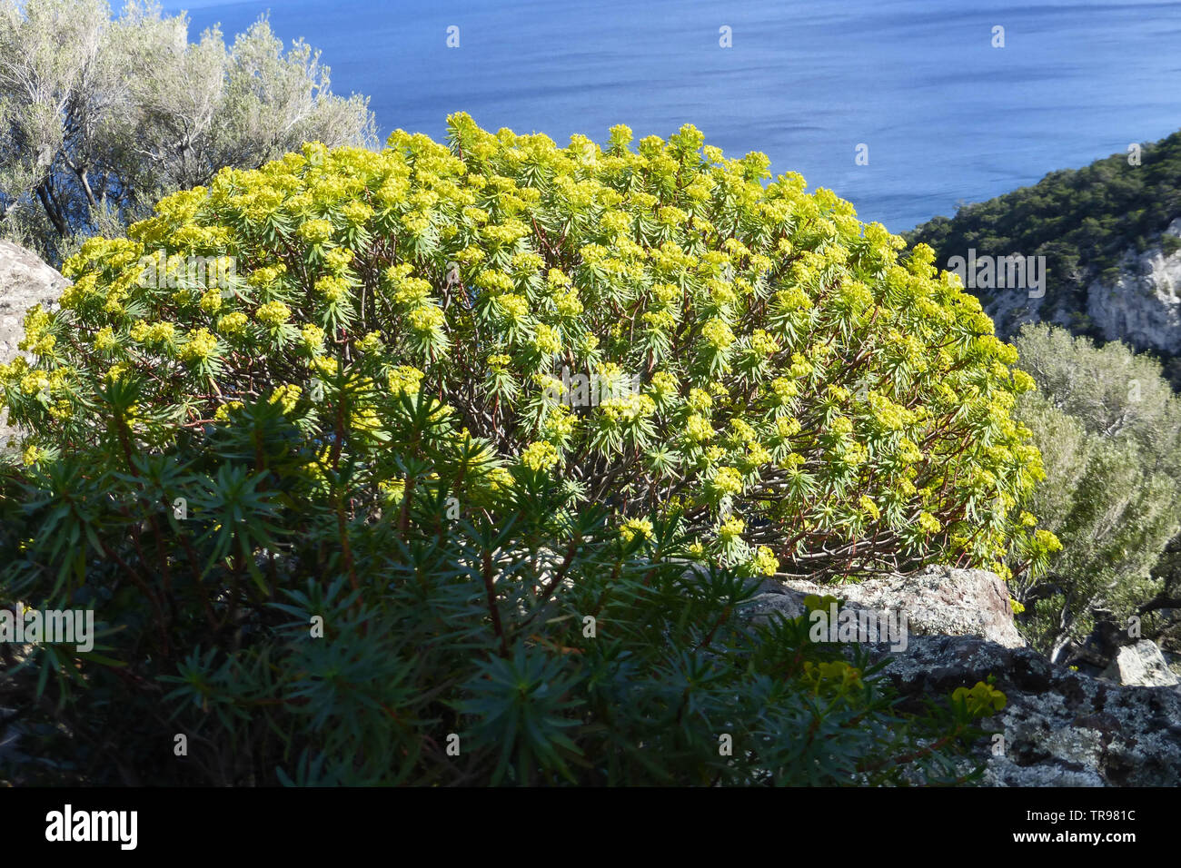 L'euphorbe ésule Euphorbia dendroides ou un arbre poussant sur une falaise à l'Est de la Sardaigne Banque D'Images