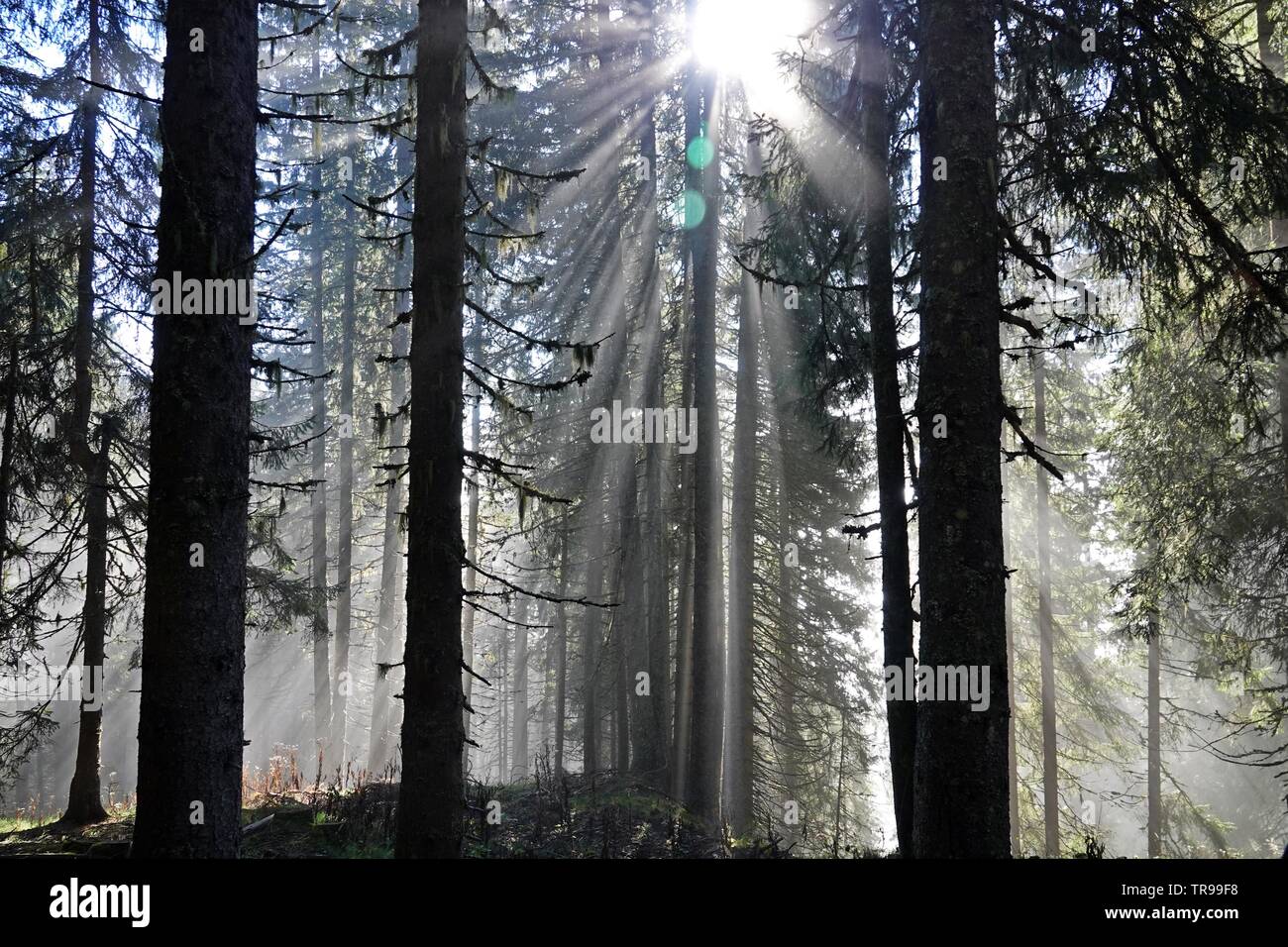 Beau Soleil dans la forêt de sapins Banque D'Images