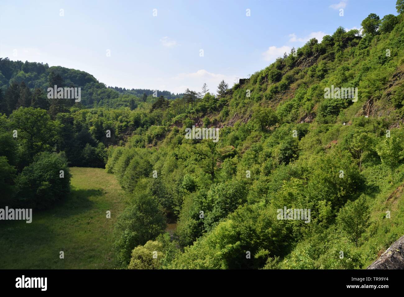 Arbres forestiers verts denses Banque D'Images