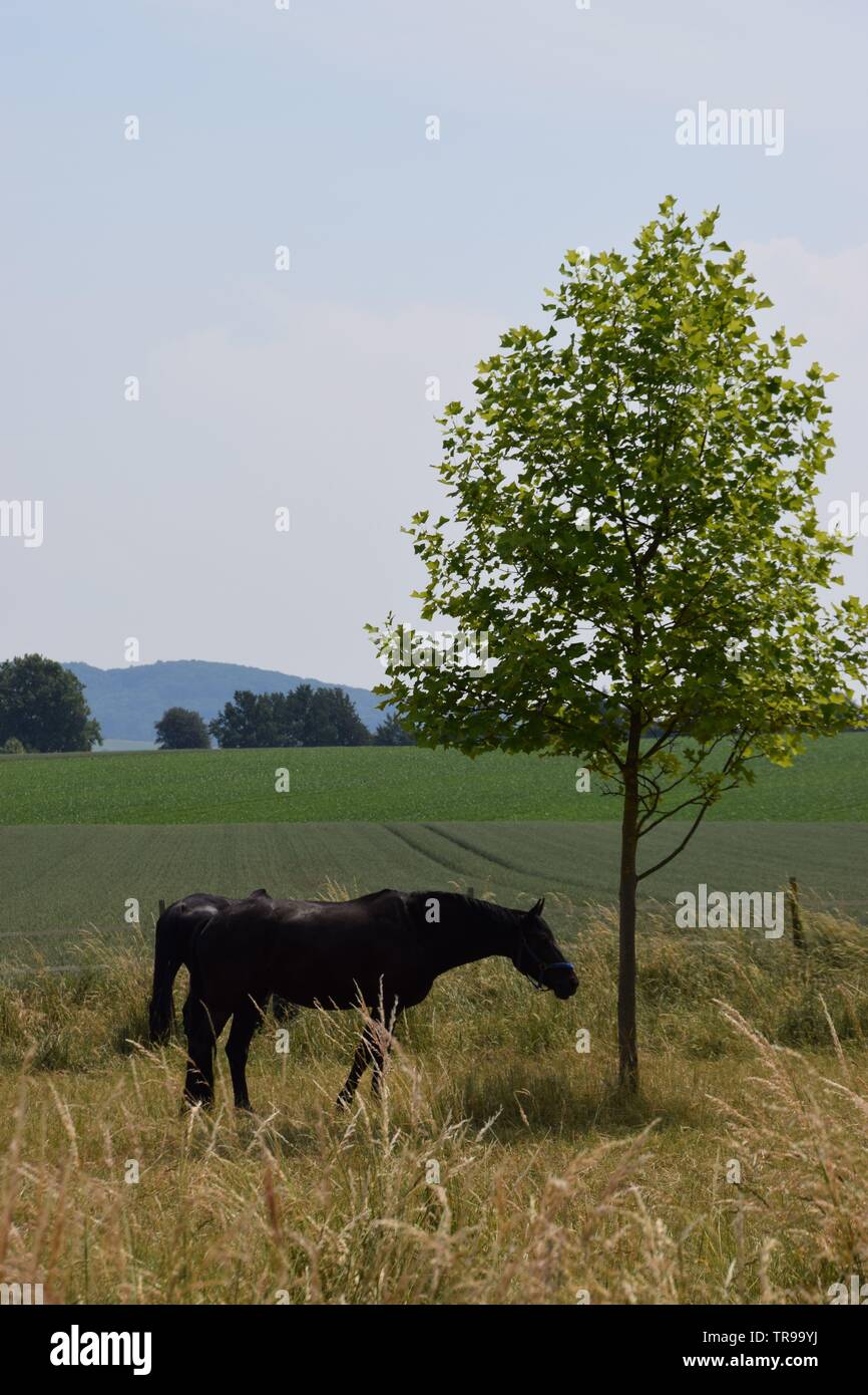 Cheval noir à côté d'un arbre dans un champ Banque D'Images
